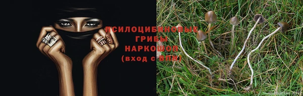сатива Кукмор
